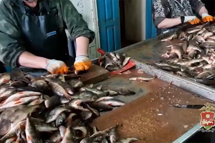 В Абакане проверили цех по переработке рыбы 